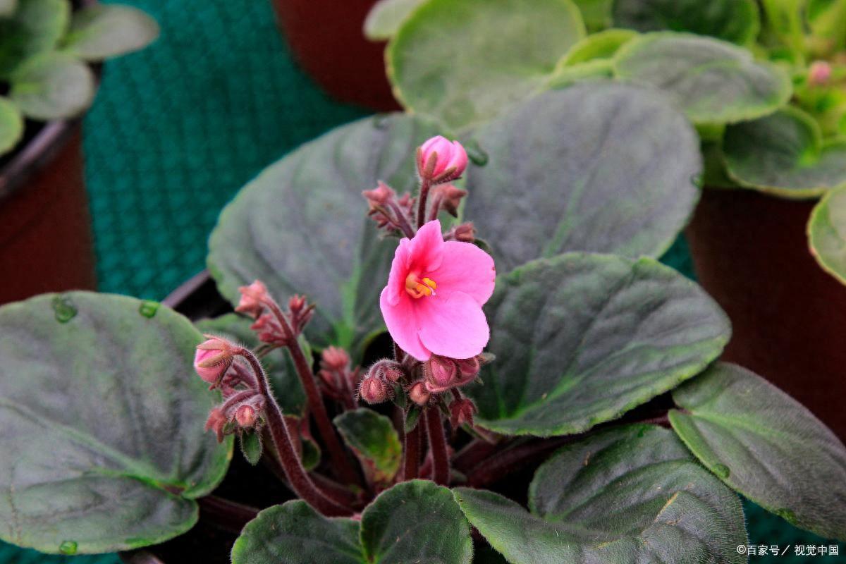 18種超級(jí)耐陰的花，沒光也能養(yǎng)爆盆，客廳陽臺(tái)輕松養(yǎng)