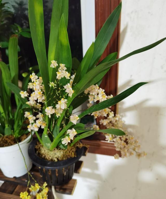 養(yǎng)好身體是什么意思_家里養(yǎng)什么花對身體好_養(yǎng)花養(yǎng)生