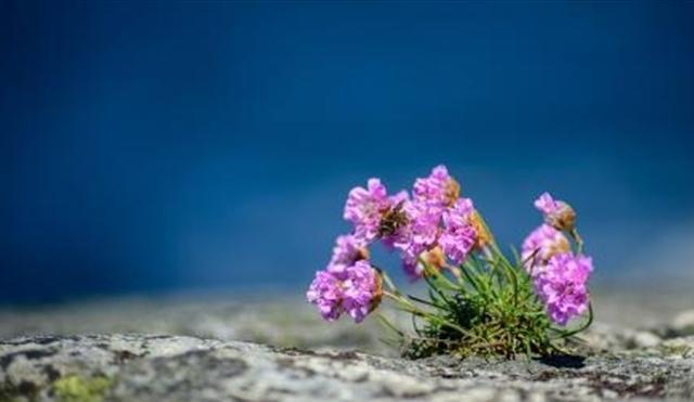 石頭花該如何進行養殖只需要掌握這種方法石頭花可以長得非常好