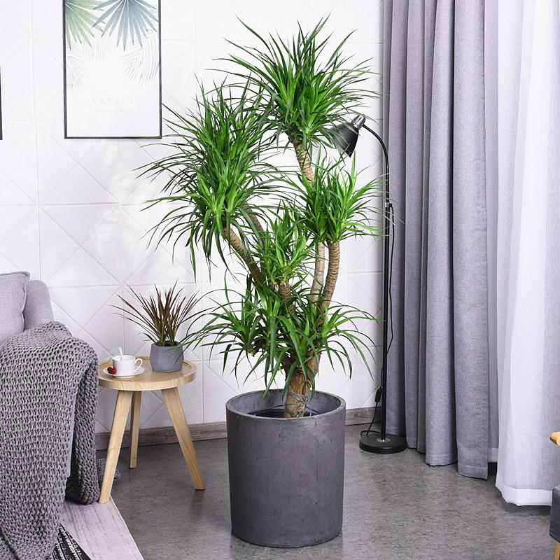 養(yǎng)大型綠植好不好_好養(yǎng)的大型綠植_大型綠植哪個好養(yǎng)