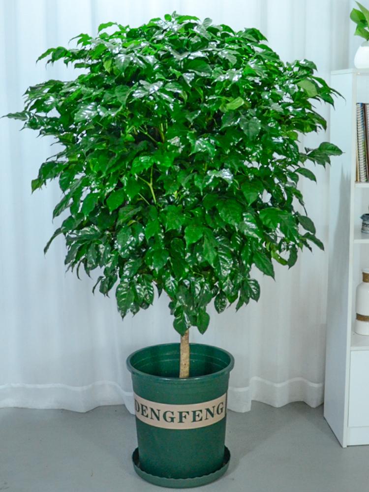 好養(yǎng)的大型綠植_養(yǎng)大型綠植好不好_大型綠植哪個好養(yǎng)