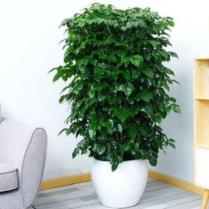 養(yǎng)大型綠植好不好_好養(yǎng)的大型綠植_大型綠植哪個好養(yǎng)