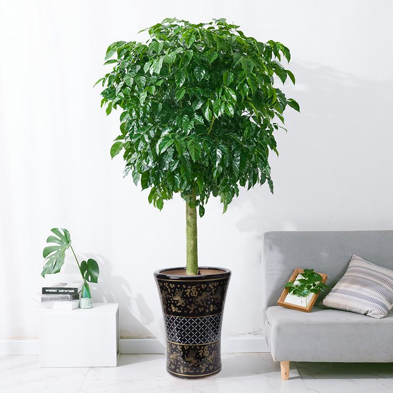 好養(yǎng)的大型綠植_養(yǎng)大型綠植好不好_大型綠植哪個好養(yǎng)