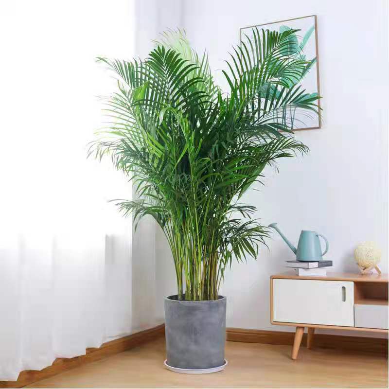 好養(yǎng)的大型綠植_養(yǎng)大型綠植好不好_大型綠植哪個好養(yǎng)