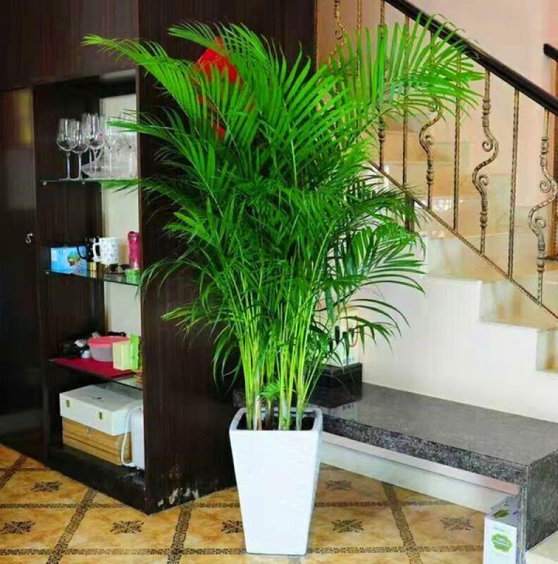 大型綠植哪個好養(yǎng)_好養(yǎng)的大型綠植_養(yǎng)大型綠植好不好