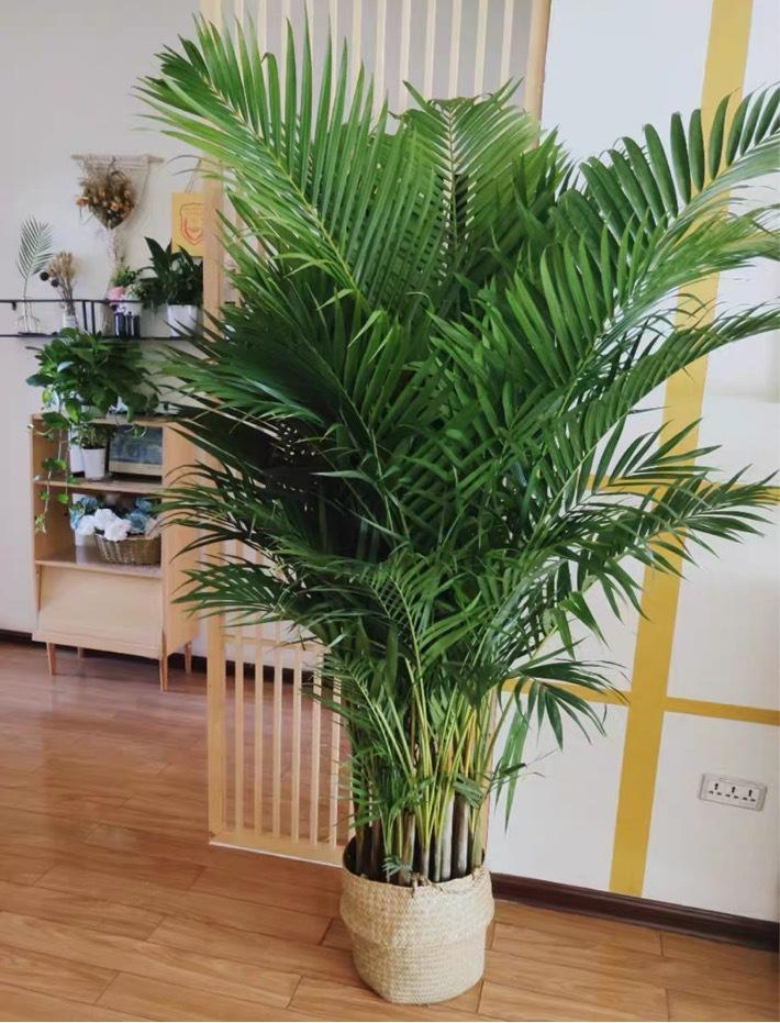 好養(yǎng)的大型綠植_養(yǎng)大型綠植好不好_大型綠植哪個好養(yǎng)