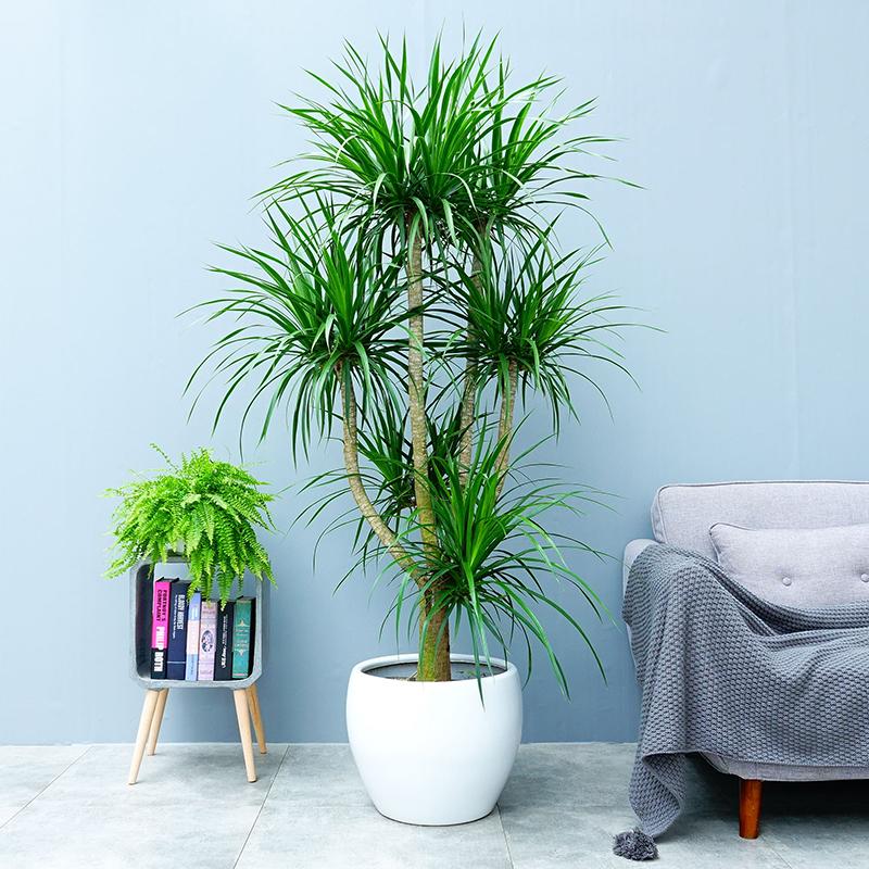 好養(yǎng)的大型綠植_養(yǎng)大型綠植好不好_大型綠植哪個好養(yǎng)