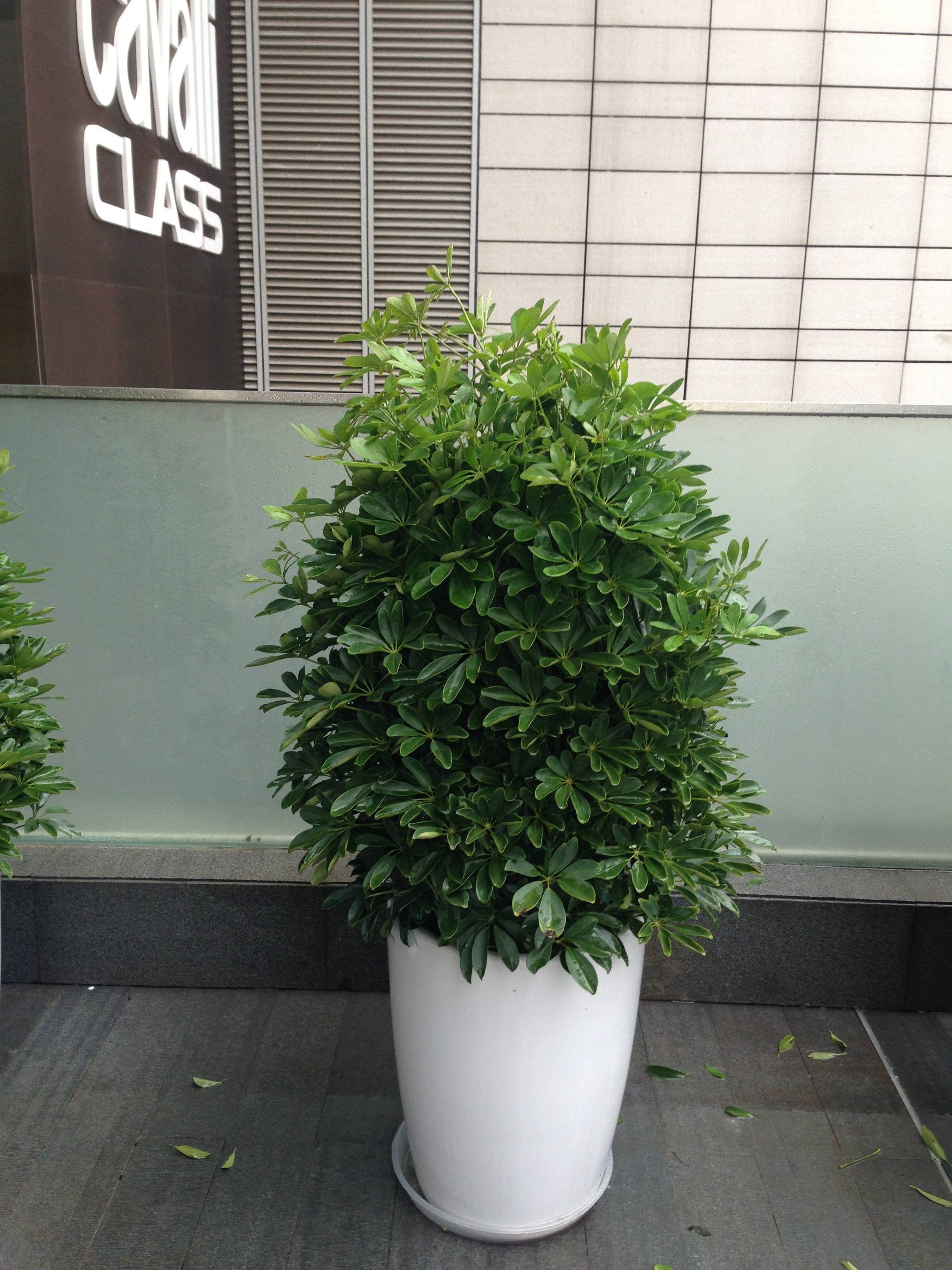 大型綠植哪個好養(yǎng)_養(yǎng)大型綠植好不好_好養(yǎng)的大型綠植