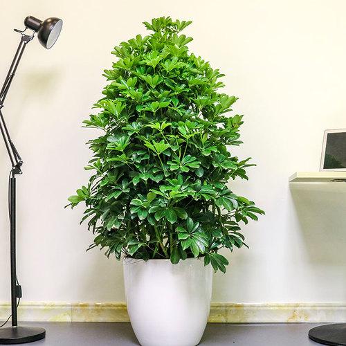 養(yǎng)大型綠植好不好_大型綠植哪個好養(yǎng)_好養(yǎng)的大型綠植