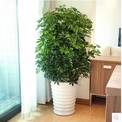 好養(yǎng)的大型綠植_養(yǎng)大型綠植好不好_大型綠植哪個好養(yǎng)