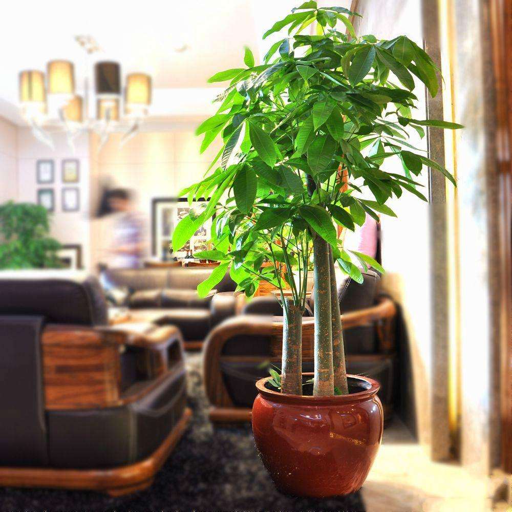 大型綠植哪個好養(yǎng)_養(yǎng)大型綠植好不好_好養(yǎng)的大型綠植