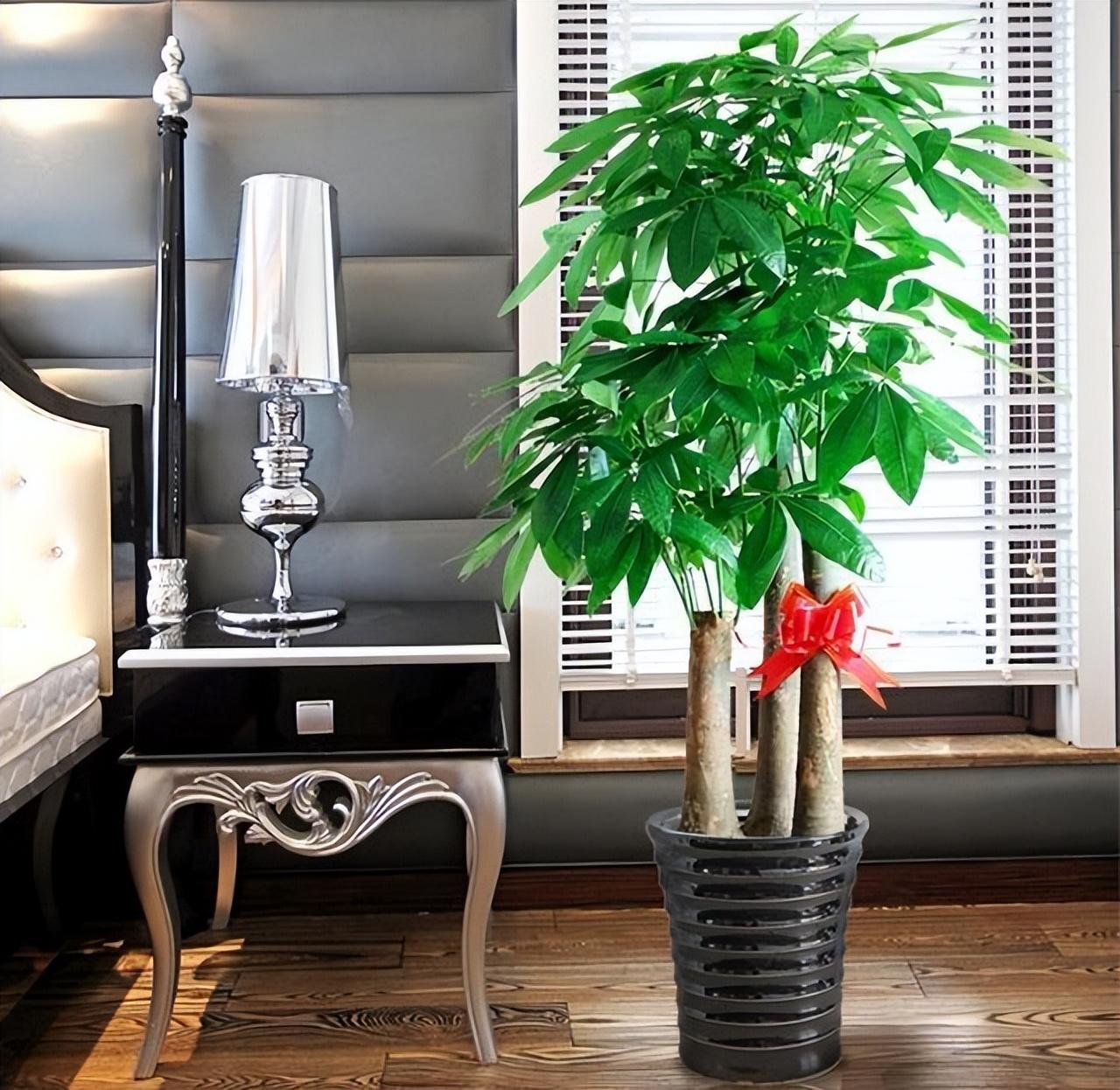 養(yǎng)大型綠植好不好_好養(yǎng)的大型綠植_大型綠植哪個好養(yǎng)