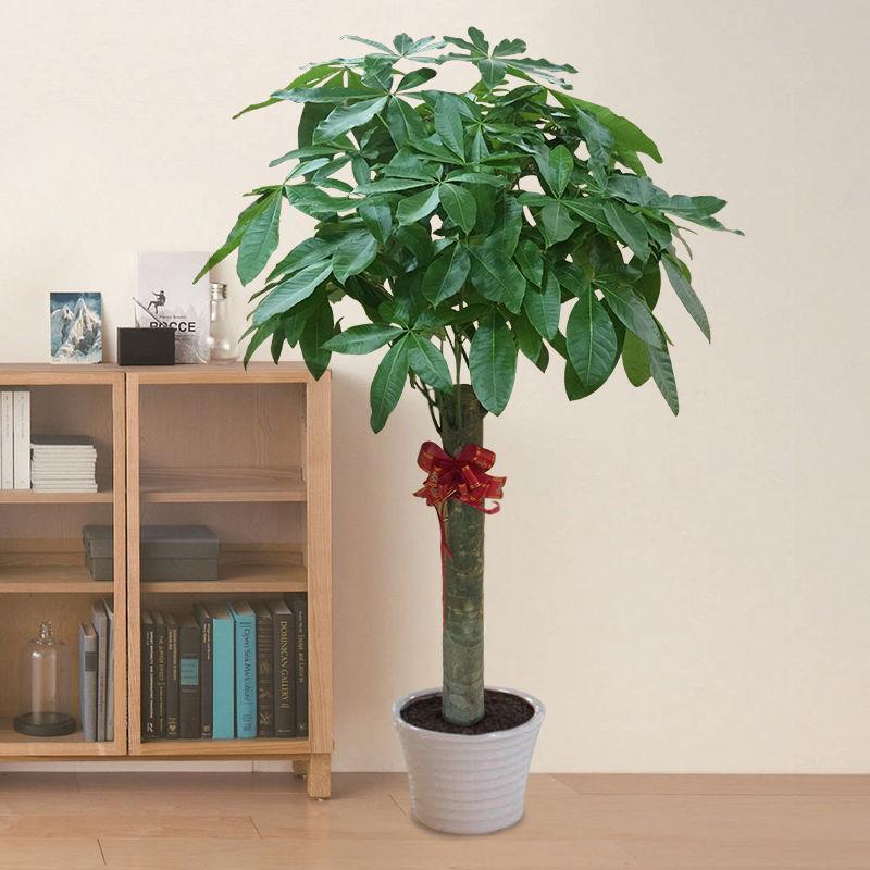 大型綠植哪個好養(yǎng)_好養(yǎng)的大型綠植_養(yǎng)大型綠植好不好