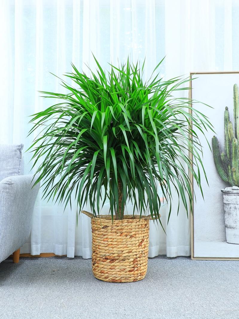 養(yǎng)大型綠植好不好_好養(yǎng)的大型綠植_大型綠植哪個好養(yǎng)