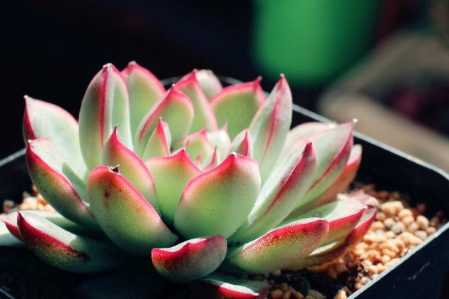 <strong>花月夜怎么養？多肉植物花月夜的養殖方法和注意事項</strong>