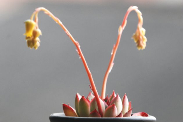 多肉養護注意事項_事項多肉養護注意什么_多肉植物養護注意事項