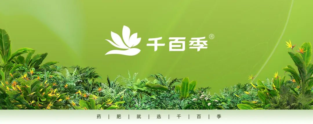 發財樹、幸福樹等大型綠植冬天怎么養？快來看看