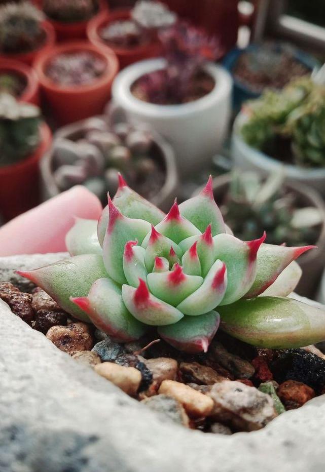 多肉葉插何時移栽最合適？記好這個操作，成活率超過90%