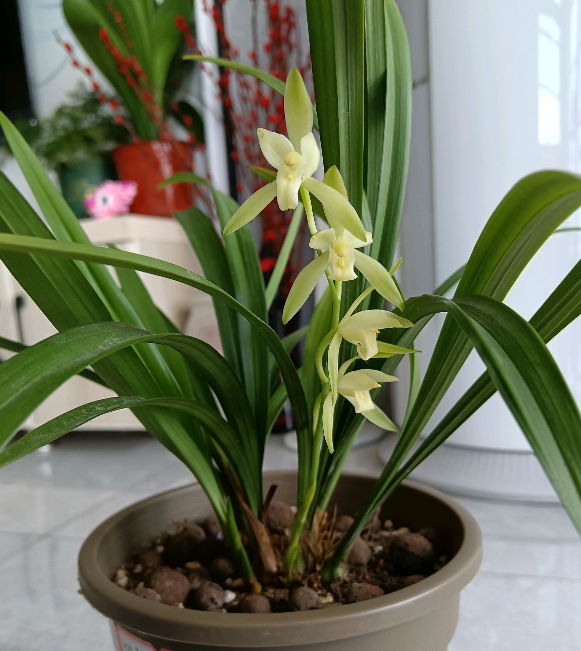 5種“富貴花”，客廳養一盆，貴氣又吉利，有錢人家都愛養