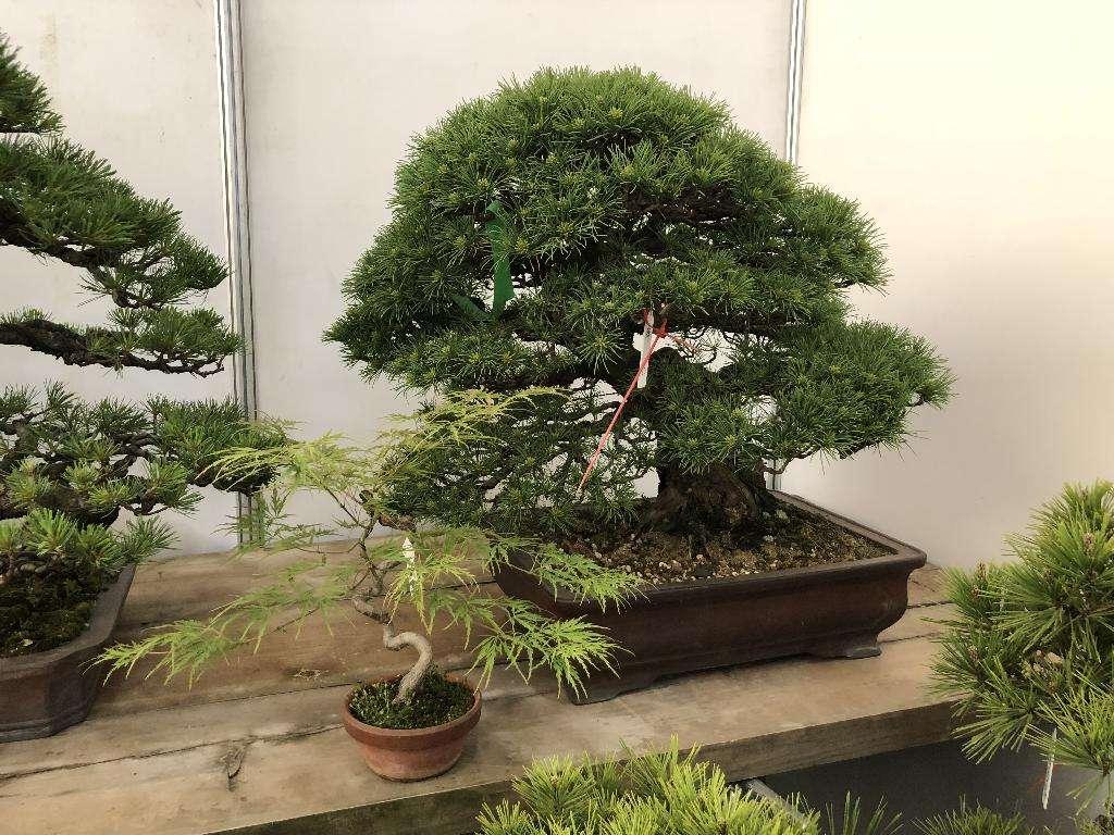 客廳養植物適合什么花_適合客廳養的植物_客廳適合養的植物