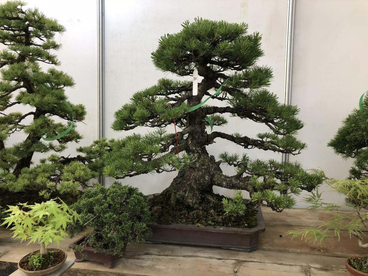 客廳養植物適合什么花_適合客廳養的植物_客廳適合養的植物