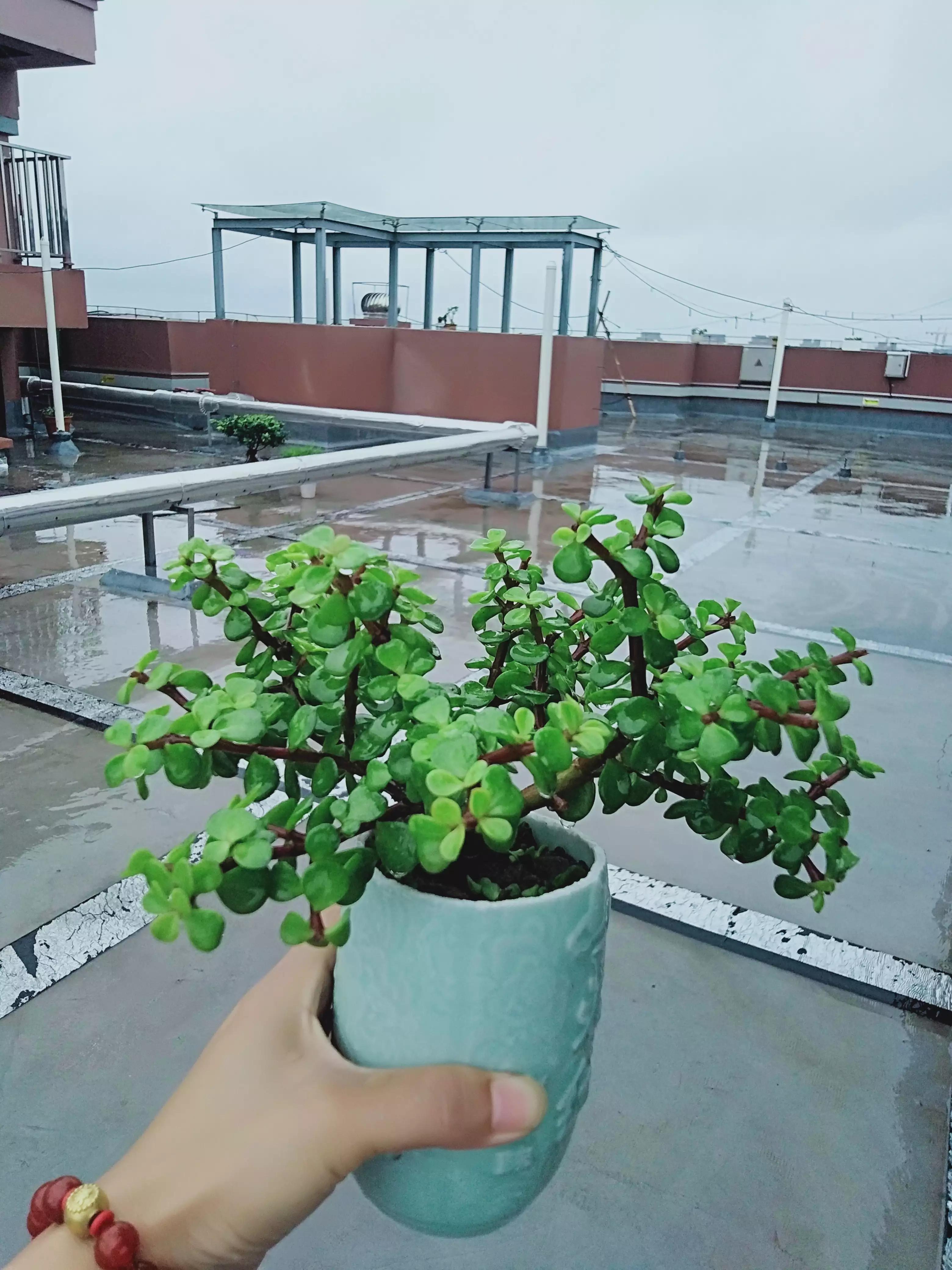 客廳養植物適合什么花_客廳適合養的植物_適合客廳養的植物