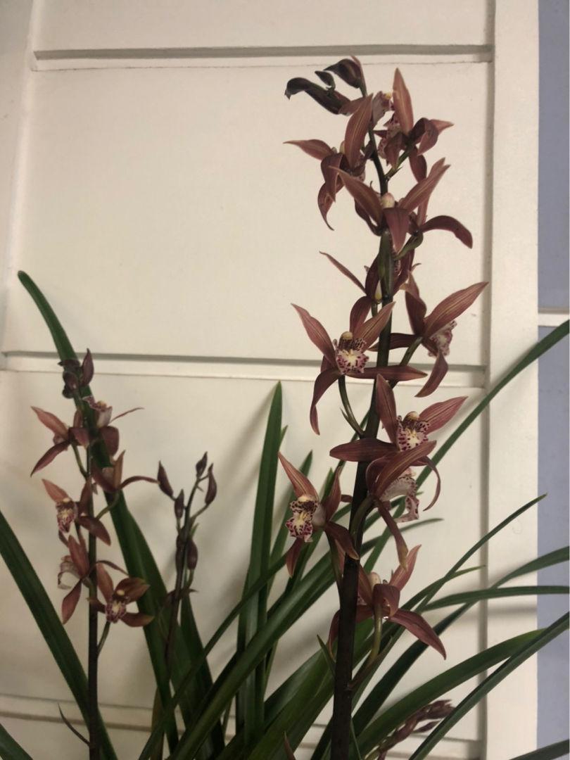 客廳養植物適合什么花_適合客廳養的植物_客廳適合養的植物