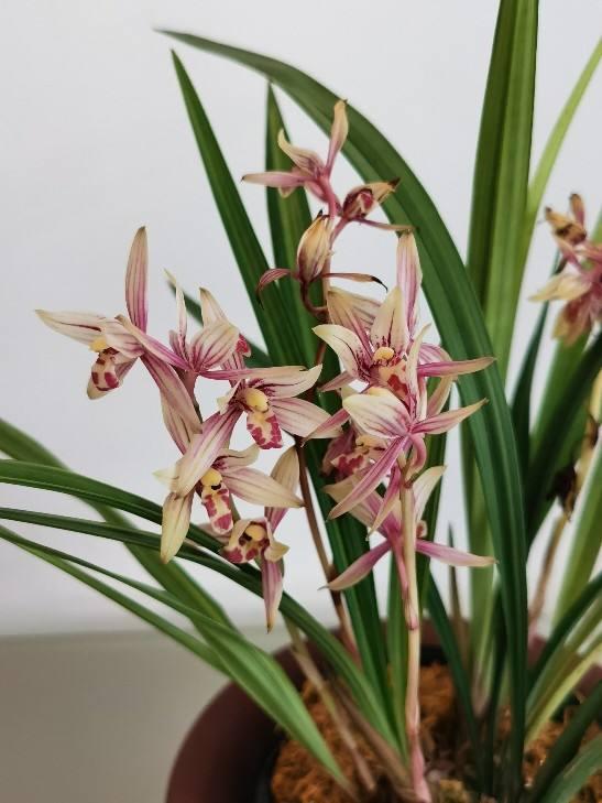 客廳養植物適合什么花_客廳適合養的植物_適合客廳養的植物