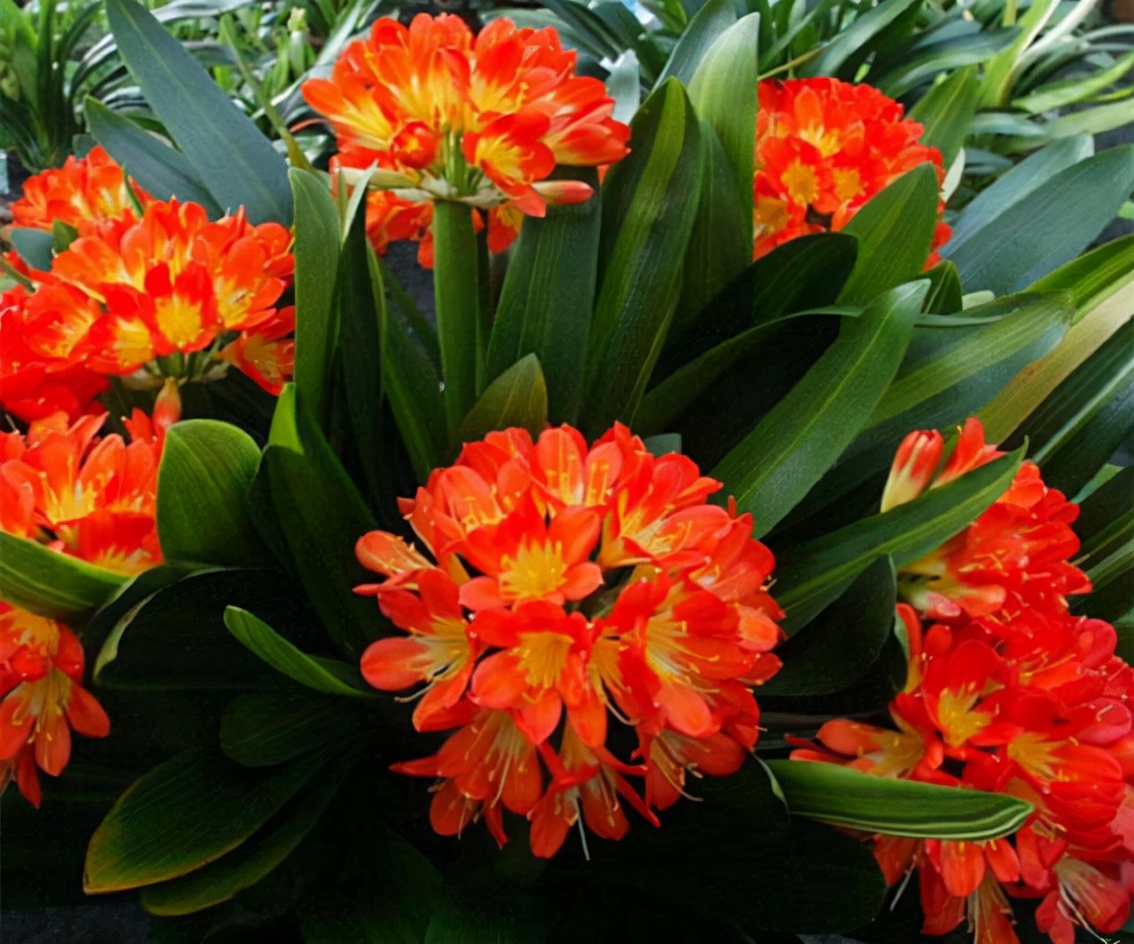 花卉適宜盆栽室內還是室外_適合室內盆栽花卉盆景_室內適宜盆栽花卉