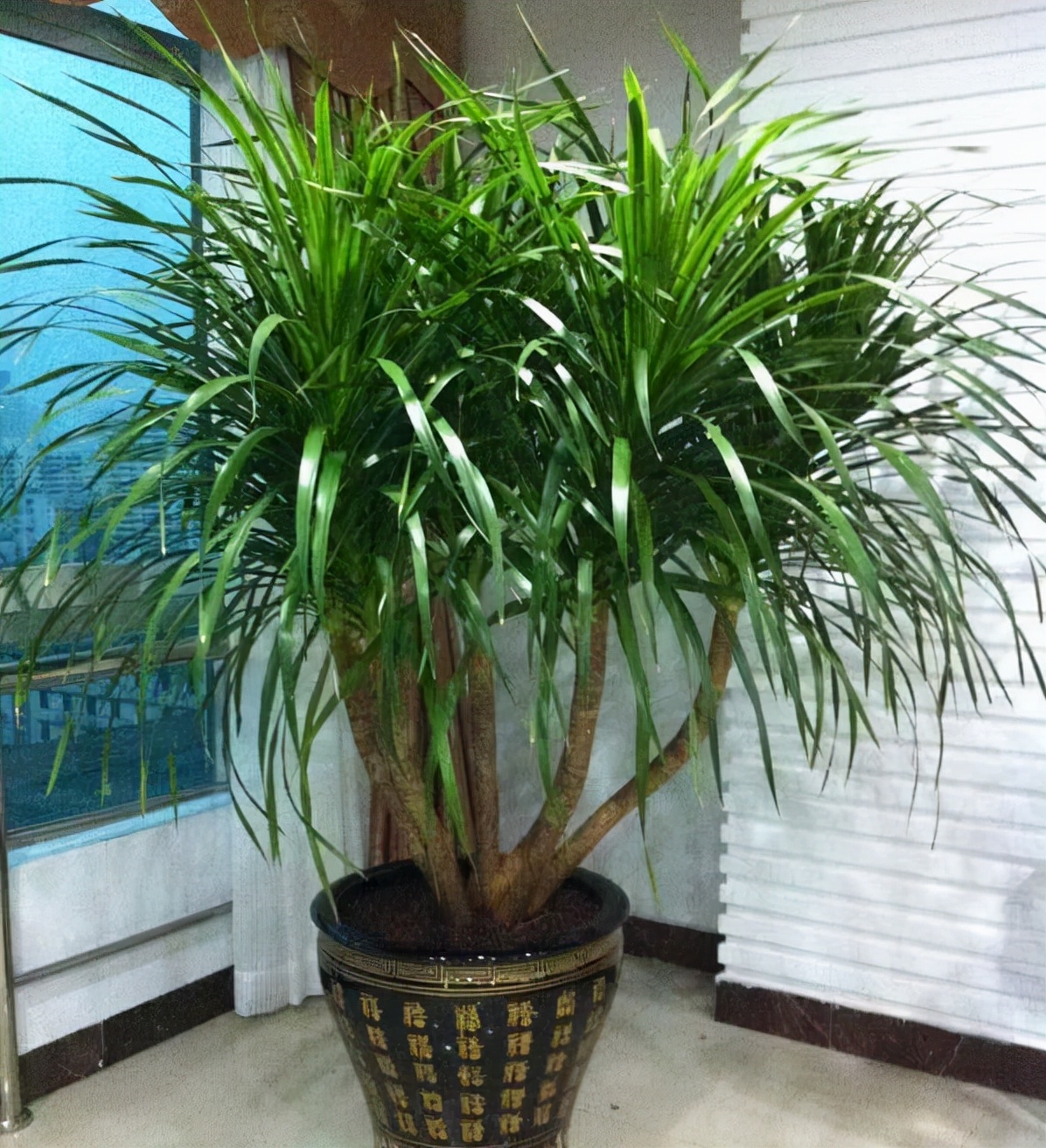 花卉適宜盆栽室內還是室外_適合室內盆栽花卉盆景_室內適宜盆栽花卉