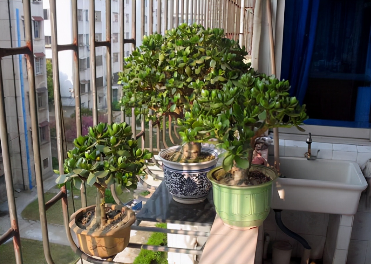 室內適宜盆栽花卉_適合室內盆栽花卉盆景_花卉適宜盆栽室內還是室外