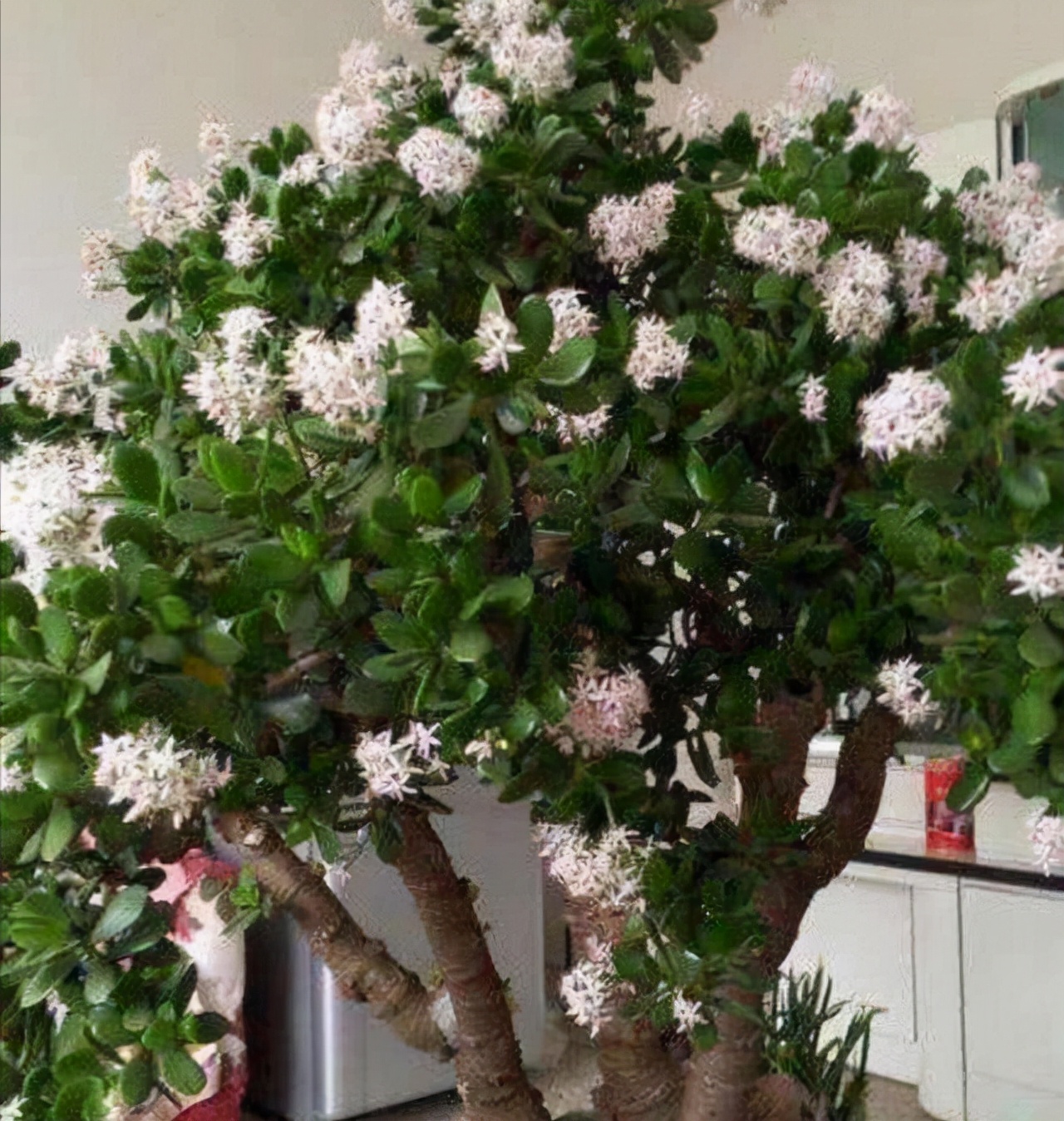 花卉適宜盆栽室內還是室外_室內適宜盆栽花卉_適合室內盆栽花卉盆景