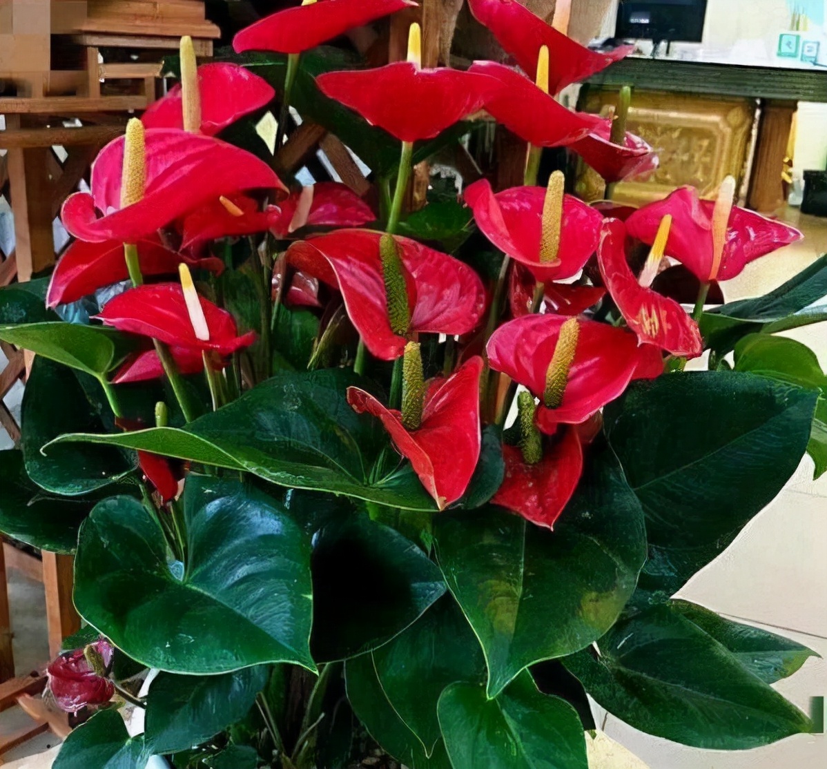 室內適宜盆栽花卉_適合室內盆栽花卉盆景_花卉適宜盆栽室內還是室外