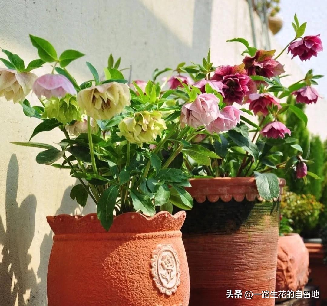 冬天養花要選“抗凍的”，這10種就不錯，養得省心，開得漂亮！