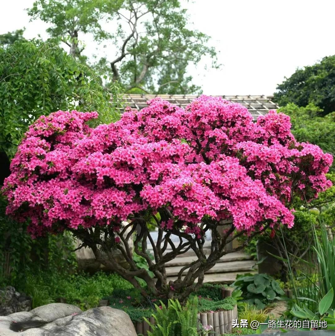 冬季養花施肥_冬季養花_冬季養花的注意事項