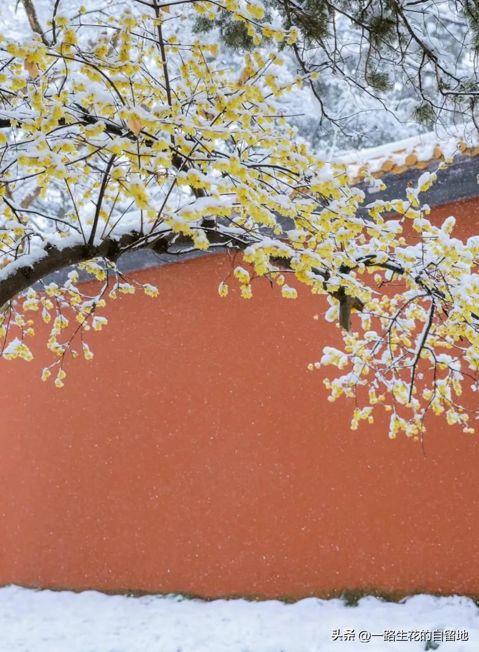 冬季養花的注意事項_冬季養花施肥_冬季養花