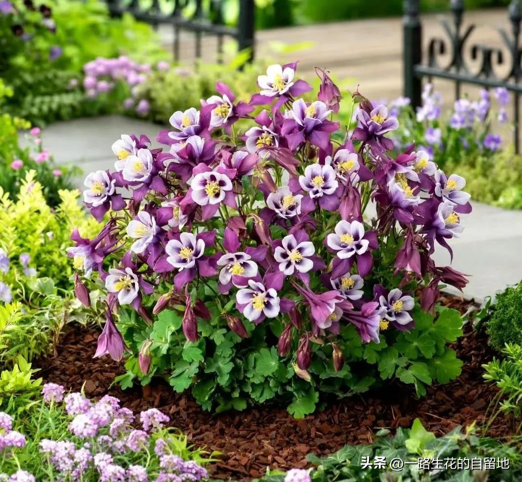 冬季養花施肥_冬季養花的注意事項_冬季養花