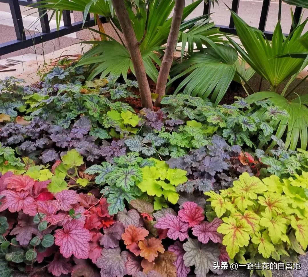 冬季養花的注意事項_冬季養花施肥_冬季養花
