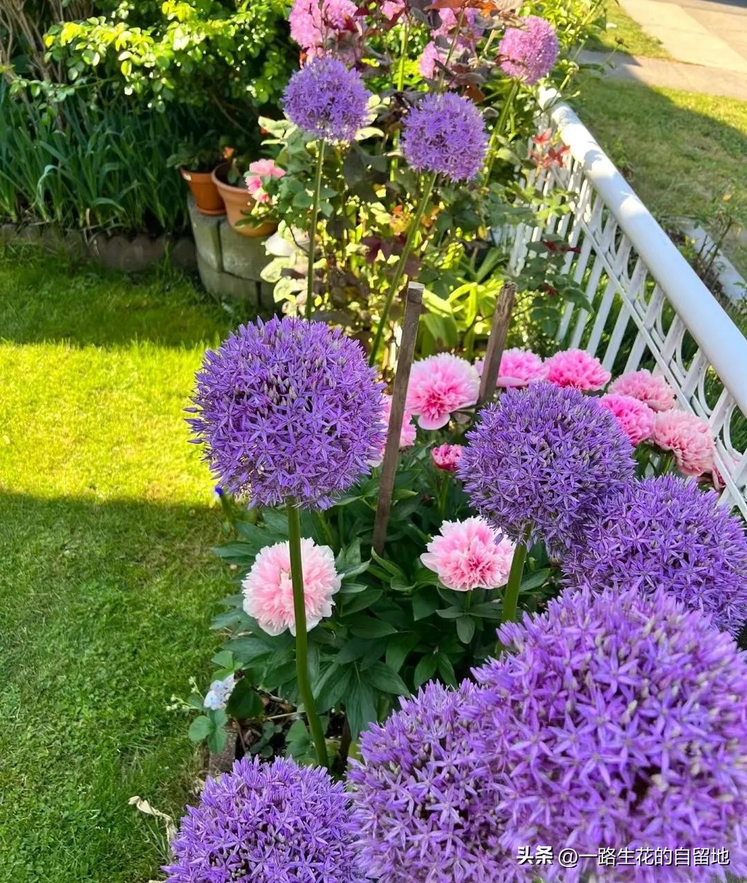 冬季養花施肥_冬季養花的注意事項_冬季養花