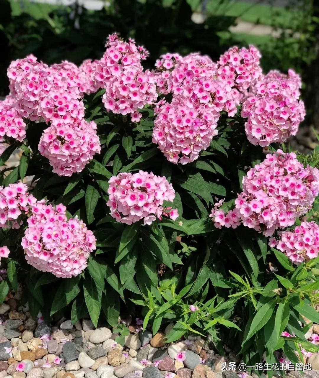 冬季養花_冬季養花的注意事項_冬季養花施肥