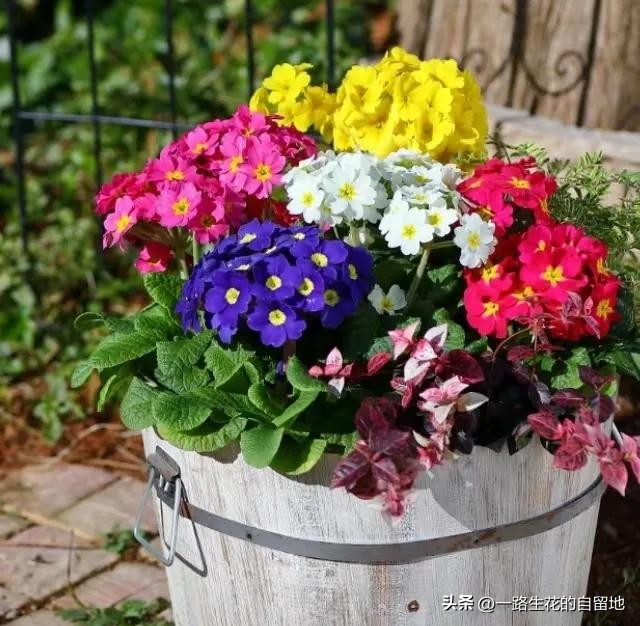冬季養花_冬季養花的注意事項_冬季養花施肥
