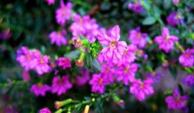 石頭多肉花怎么養(yǎng)_多肉石頭花_多肉的石頭花