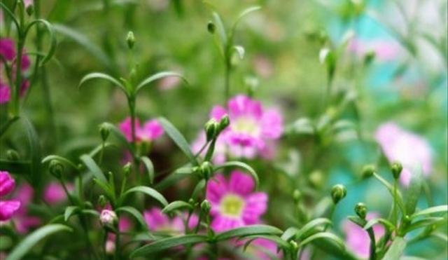 石頭多肉花怎么養(yǎng)_多肉的石頭花_多肉石頭花