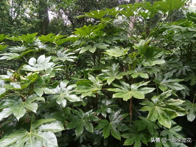 適合室內養的大綠植有哪些_適合室內養的大綠植_室內養什么大綠植最好看又好養