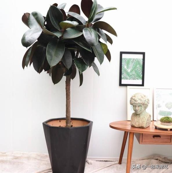 室內養什么大綠植最好看又好養_適合室內養的大綠植有哪些_適合室內養的大綠植
