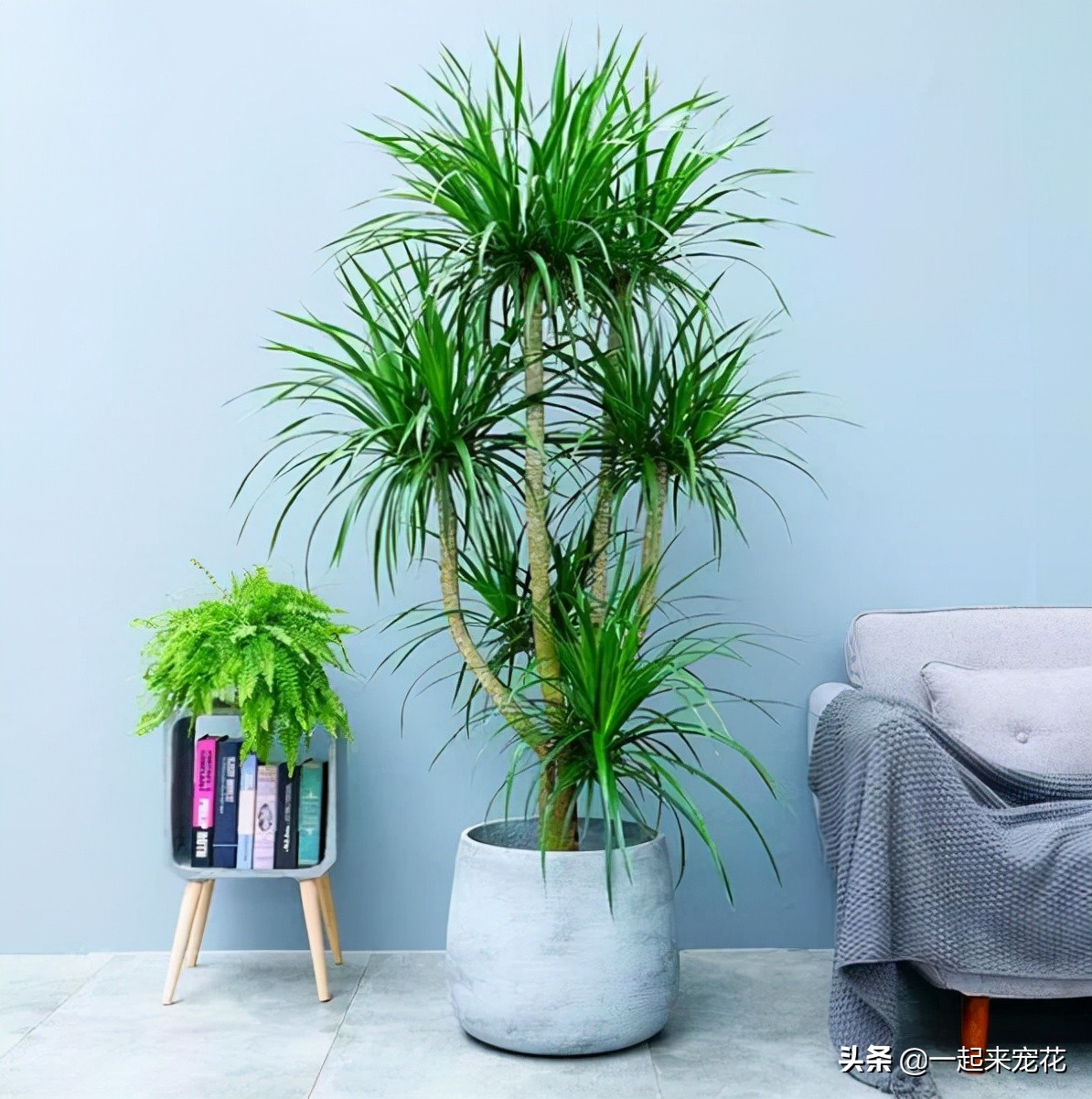 適合室內養的大綠植有哪些_適合室內養的大綠植_室內養什么大綠植最好看又好養