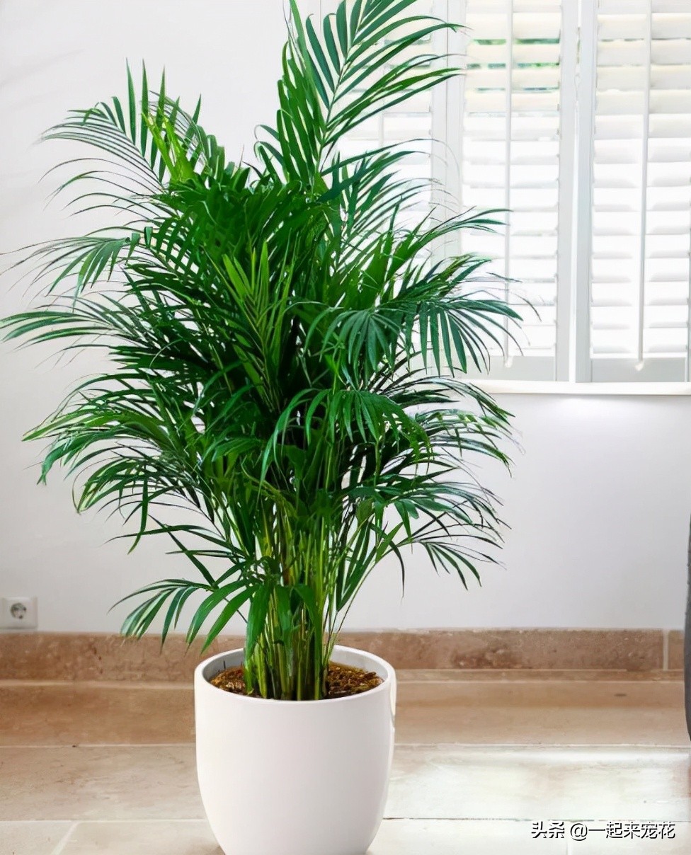 適合室內養的大綠植_適合室內養的大綠植有哪些_室內養什么大綠植最好看又好養