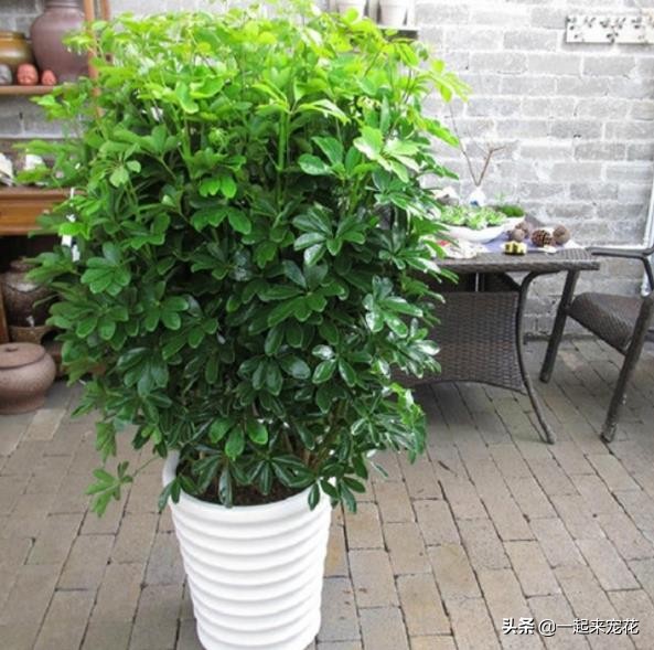 適合室內養的大綠植_適合室內養的大綠植有哪些_室內養什么大綠植最好看又好養