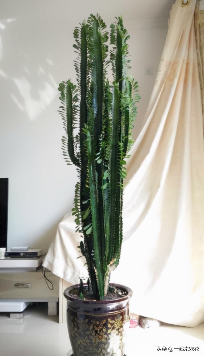 適合室內養的大綠植_室內養什么大綠植最好看又好養_適合室內養的大綠植有哪些