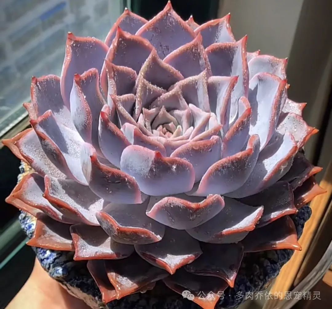 多肉植物保利安娜老樁圖片_保利安娜多肉好養嗎_多肉保利安娜好養嗎